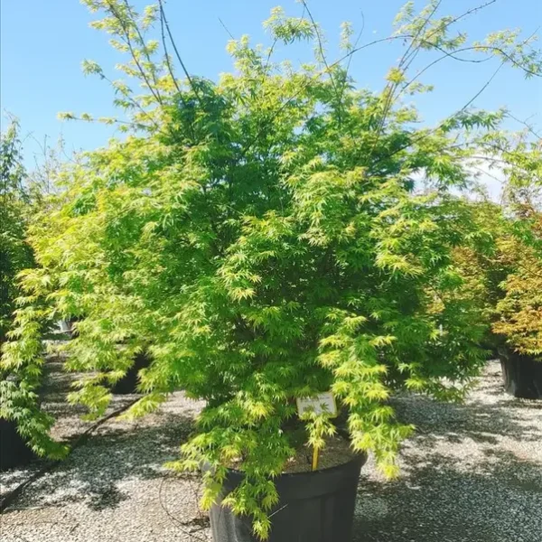 Acer palmatum (Pahljačasti javor)
