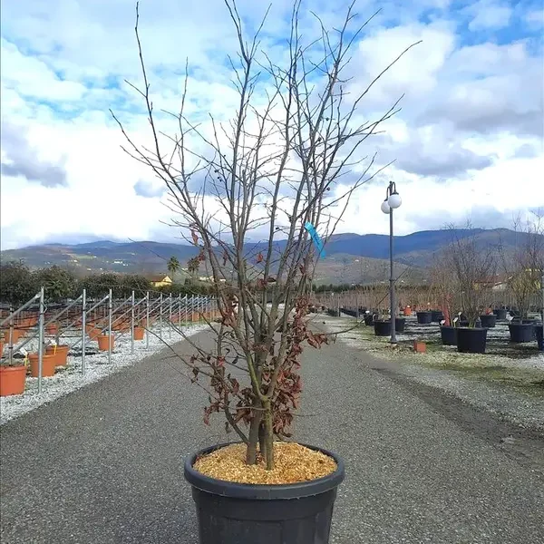 Parrotia persica ‘Bella’ (Perzijska bukev VEČDEBELNA – VEČSTEBELNO)