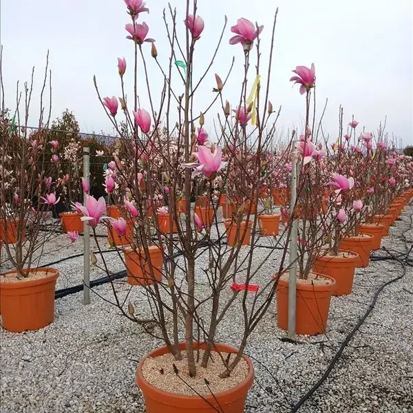Magnolia Soulangeana 'André Leroy' (Magnolija 'André Leroy')