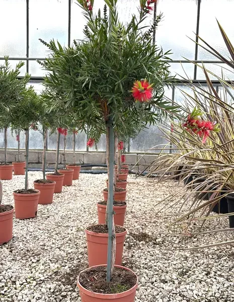 Callistemon viminalis ‘Red Star’ (Rdeča ščetka – Na steblu)