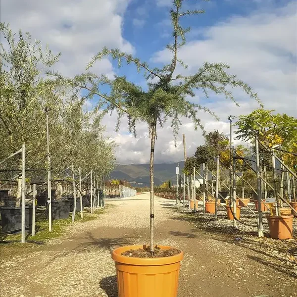 Cedrus deo. 'Pendula' Poveš.atl. cedra