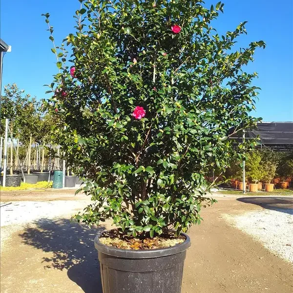 Camellia sasanqua 'Kanjiro' (Kamellija)