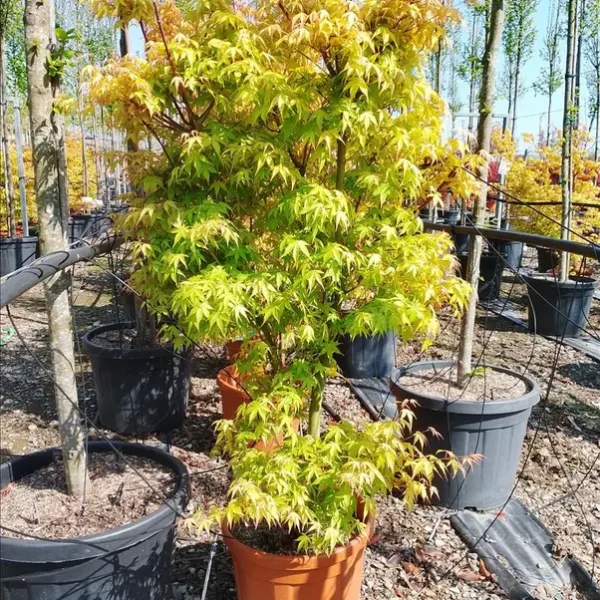 Acer palmatum 'Katsura' (Pahljačasti javor)