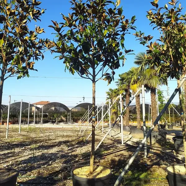 Magnolia grandiflora 'Gallisoniensis'  (Velecvetna magnolija na steblu)