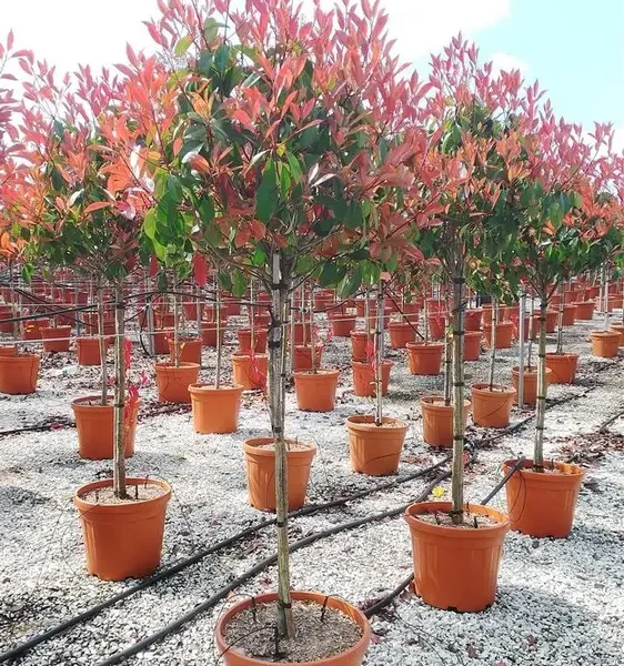 Photinia serr. 'Red Robin' (Fotinija na steblu)