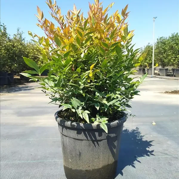 Nandina domestica 'Gulf Stream' (Nandina/Nebeški bambus)