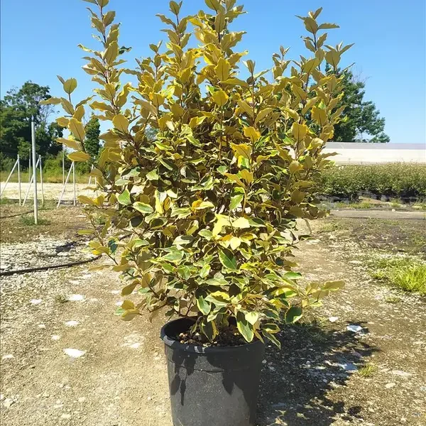 Elaeagnus ebbingei 'Viveleg' (Navadni oman Marela)