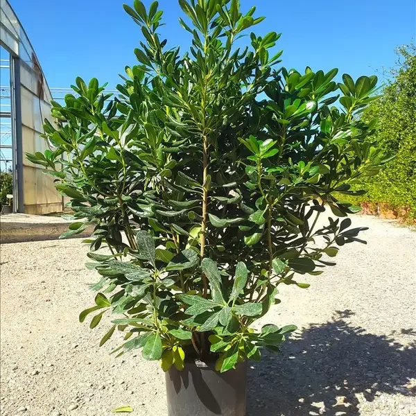 Pittosporum tobira (Pitospor)