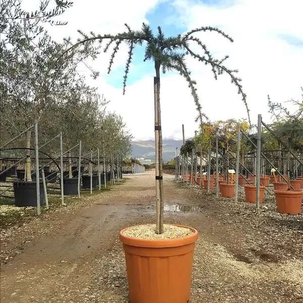 Cedrus atlantica 'Glauca Pendula' (Povešava atlaška cedra na steblu)
