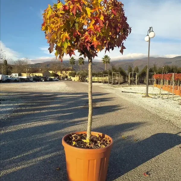 Liquidambar styraciflua ´Gumball´ (Kroglasti ambrovec)