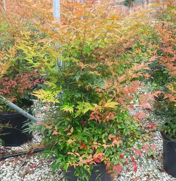 Nandina domestica 'Gulf Stream' (Nandina/Nebeški bambus)