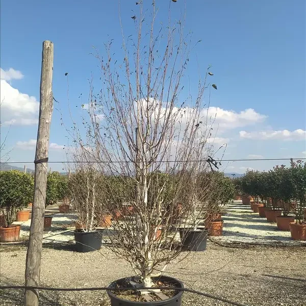 Betula utilis ‘Jaquemontii’ (Bela breza – VEČSTEBELNO)