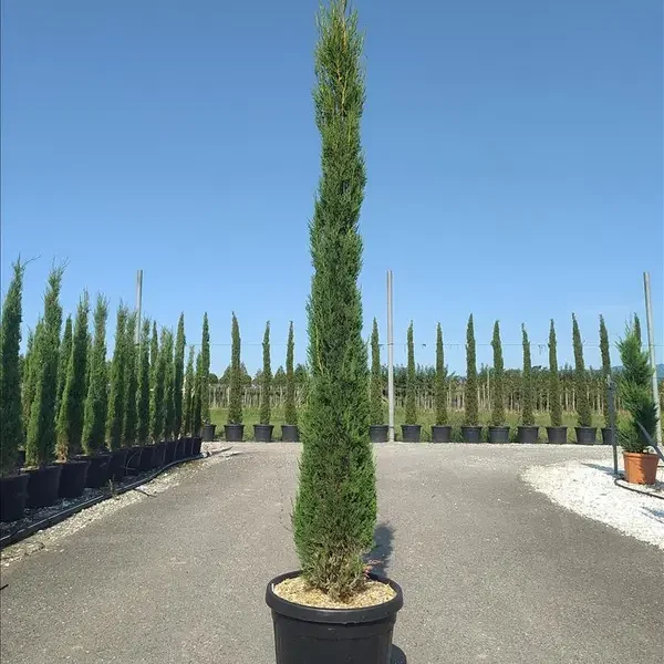 Cupressus sempervirens 'Pyramidalis' (Stebrasta cipresa)