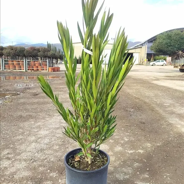 Nerium oleander (Oleander)