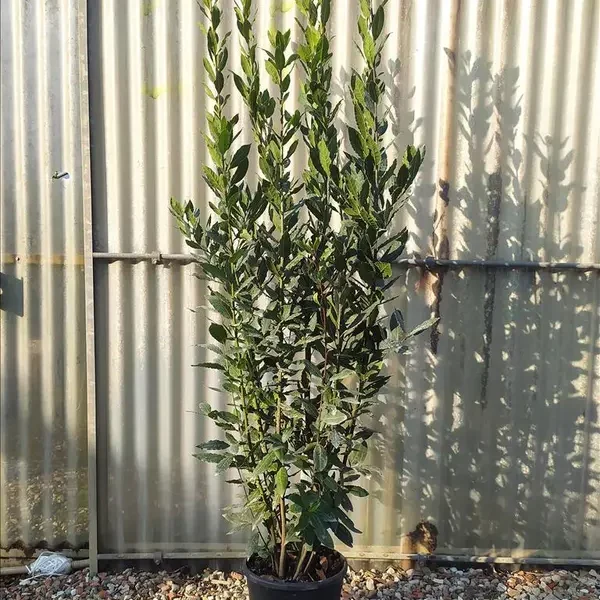 Laurus nobilis (Navadni lovor)