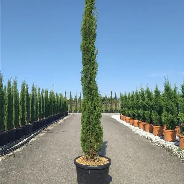 Cupressus sempervirens 'Pyramidalis' (Stebrasta cipresa)