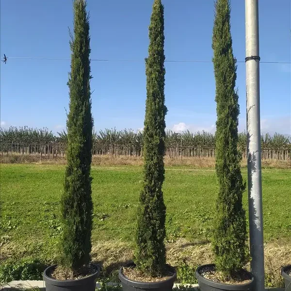 Cupressus sempervirens 'Pyramidalis' (Stebrasta cipresa)