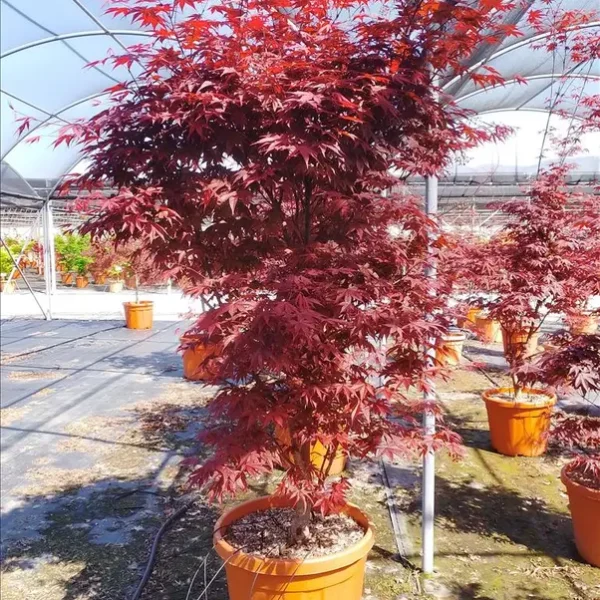 Acer palmatum 'Bloodgood' (Rdečelistni pahljačasti javor)