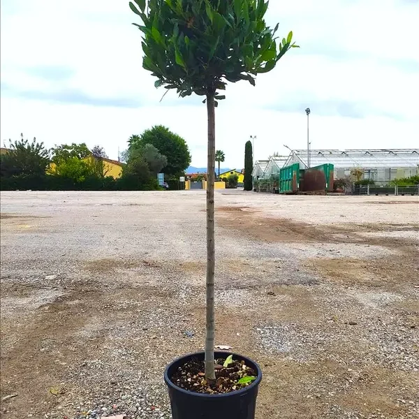 Laurus nobilis (Navadni lovor na steblu)