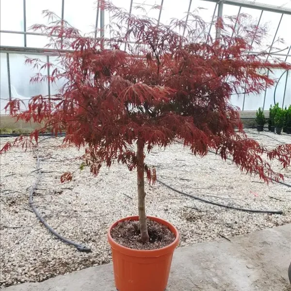 Acer palmatum 'Inabashidare' (Japonski javor – Na steblu)