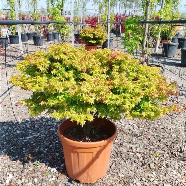 Acer palmatum 'Little Princess' (Pahljačasti javor)