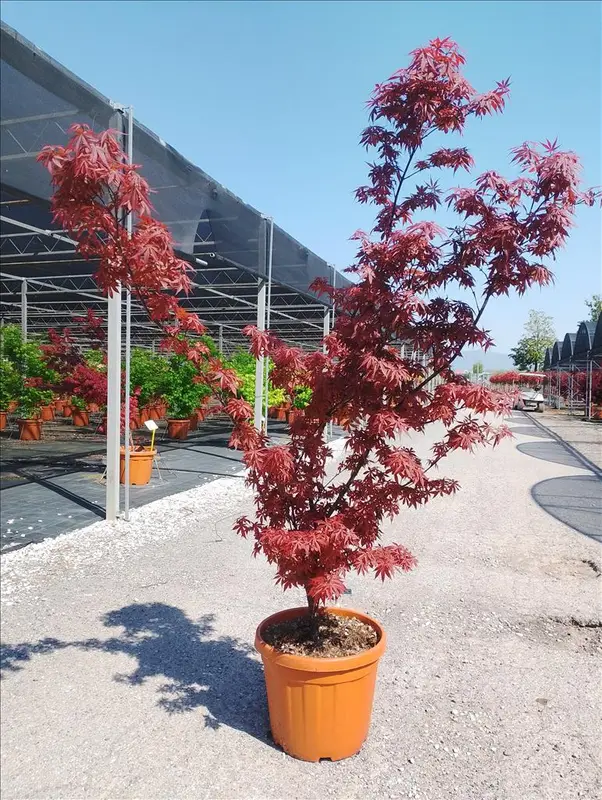 Z-8056455957279 Acer palmatum ‘Skeeter’s Broom’ (Japonski javor) - slika 1