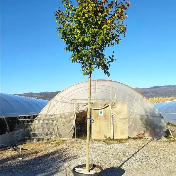 Ligustrum japonicum (japonski liguster – Na steblu)