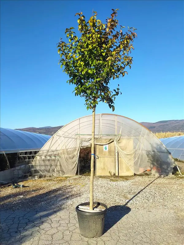 Z-8056455957910 Ligustrum japonicum (japonski liguster – Na steblu) - slika 1