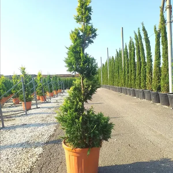 Cupressocyparis leylandii ‘Gold Rider’ (Zlati leylandijski cipres – SPIRALE)