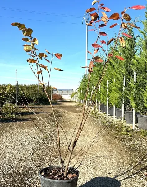 Amelanchier lamarckii (Šmarna hrušca)