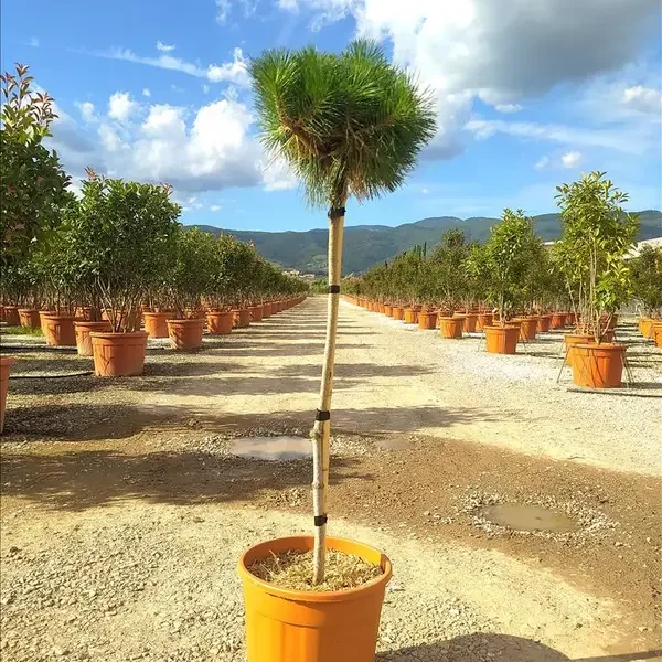 Pinus nigra 'Brepo' (Rušje na steblu)