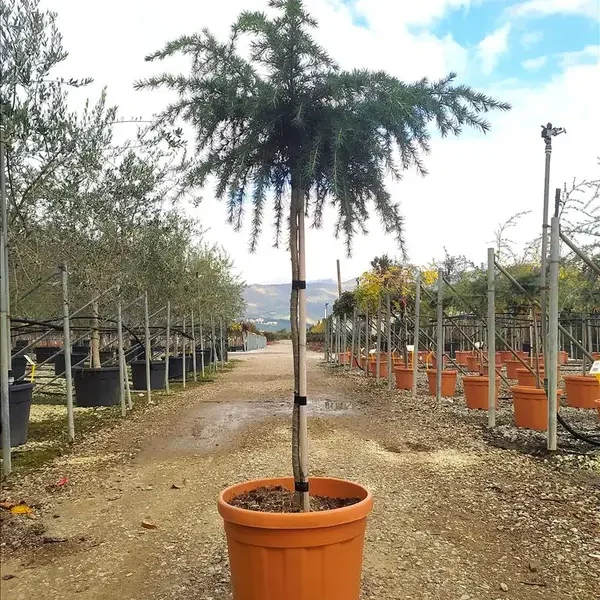 Cedrus deodara 'Feelin Blue' (Pritlikava himalajska cedra - NA STEBLU)
