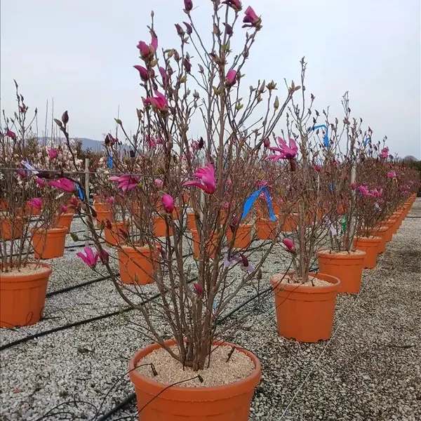 Magnolia x soulangeana 'Superba'