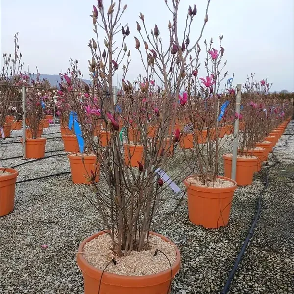 Magnolia x soulangeana 'Superba'