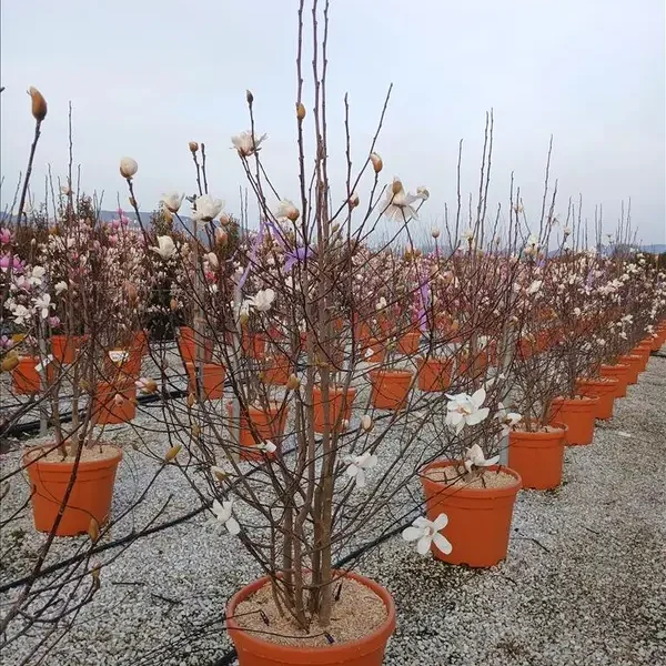 Magnolia Loebneri 'Merrill' (Magnolija 'Merrill')