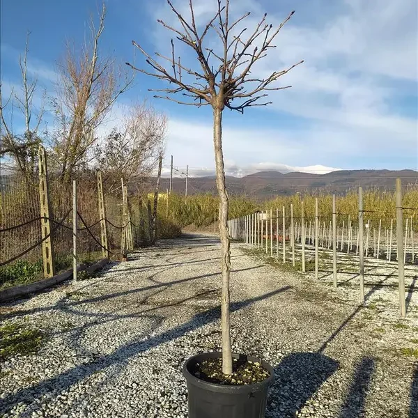 Liquidambar styraciflua ´Gumball´ (Kroglasti ambrovec)