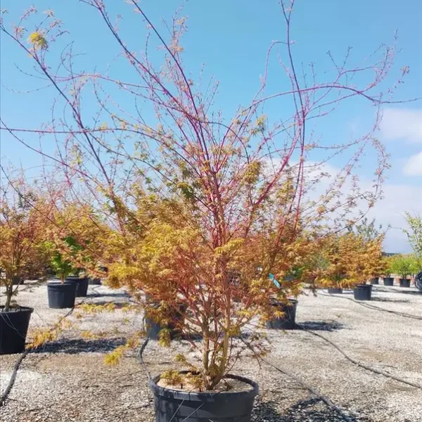 Acer palmatum 'Sango Kaku' (Pahljačasti javor)