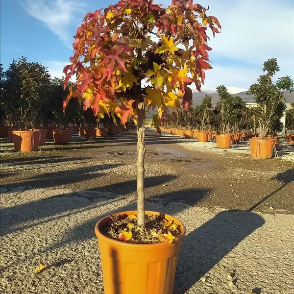 Liquidambar styraciflua ´Gumball´ (Kroglasti ambrovec)