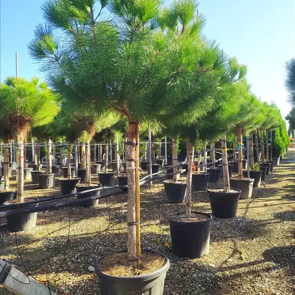 Pinus pinea (Pinija Sredozemski bor)