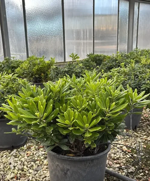 Pittosporum tobira 'Nanum' (Lepljivec)