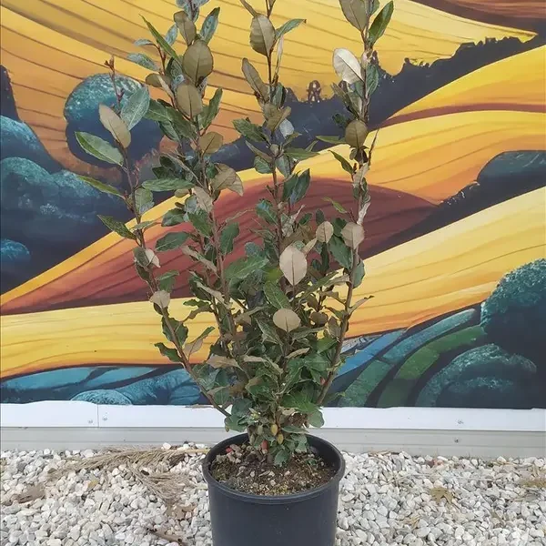 Eleagnus x ebbingei (Oljkovec)