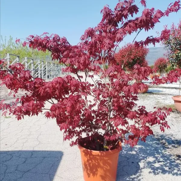 Acer palmatum 'Atropurpureum' (Rdečelistni pahljačasti javor)