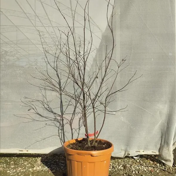 Acer palmatum 'Bloodgood' (Rdečelistni pahljačasti javor)