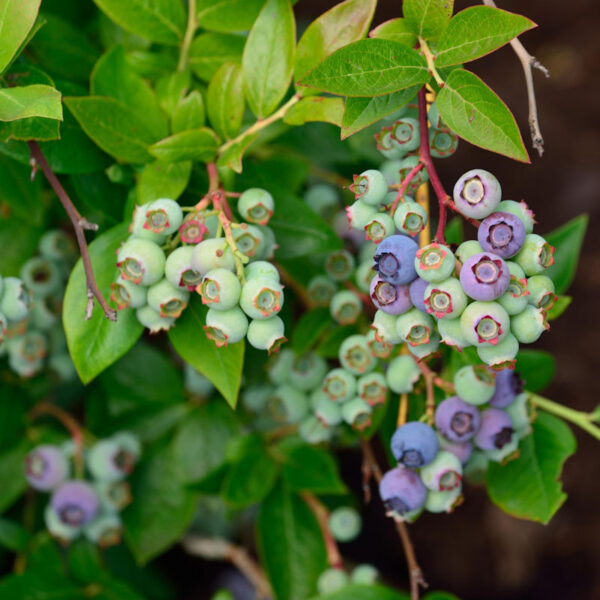 Vaccinium corymbosum 'Ama' (Ameriška borovnica – Srednje Pozna)