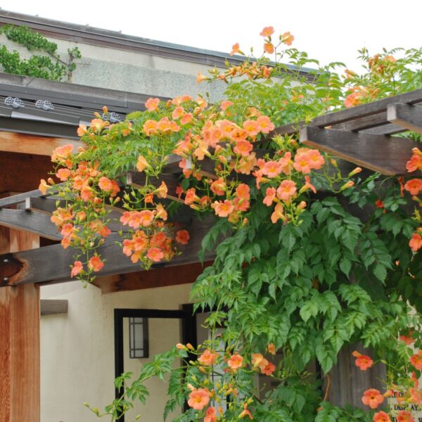 Campsis grandiflora Jasminova troblja
