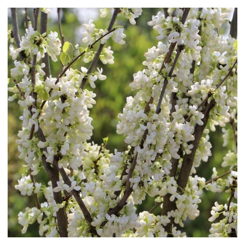 cercis-shirobana-1 Cercis chinensis 'Shirobana' (Cercis) - slika 1