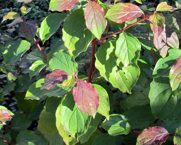 Cornus sanguinea ‘Winter Beauty’ (Dren)