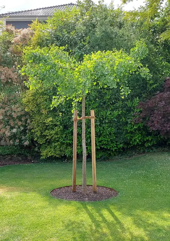 facherblattbaum-horizontalis-ginkgo-biloba-horizon Ginkgo biloba 'Horizontalis' (Ginko) - slika 1