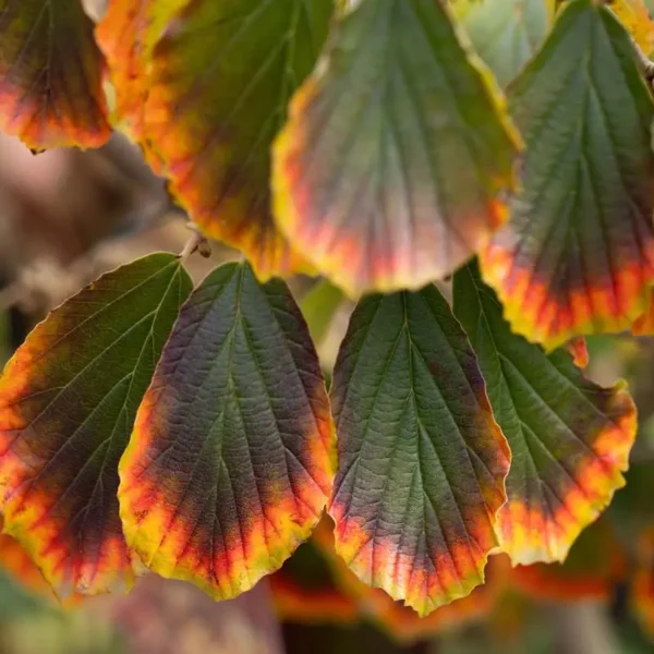 Hamamelis intermedia 'Arnold Promise' (Čarovnica)