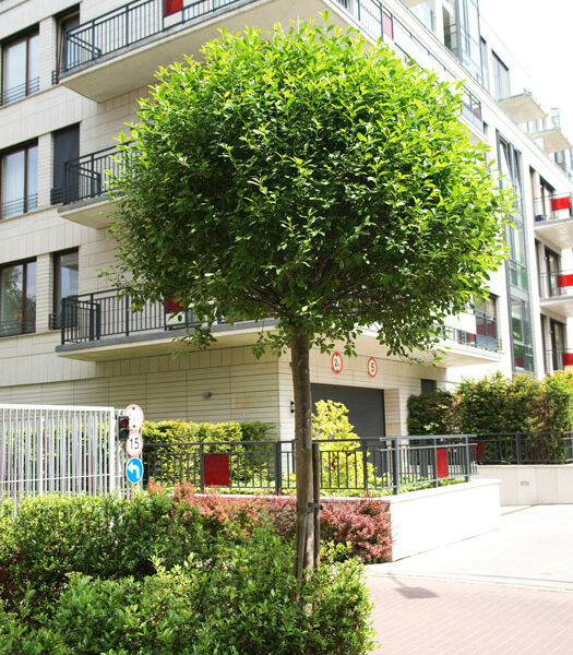 Prunus fruticosa `Globosa`